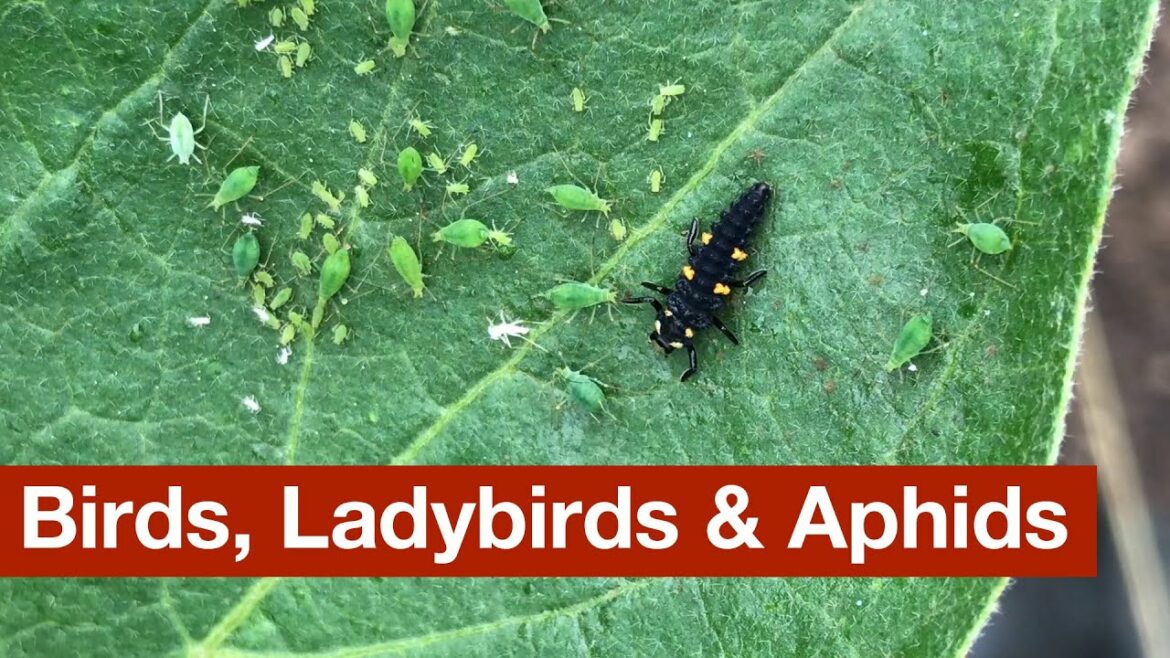 Birds, Ladybirds & Aphids
