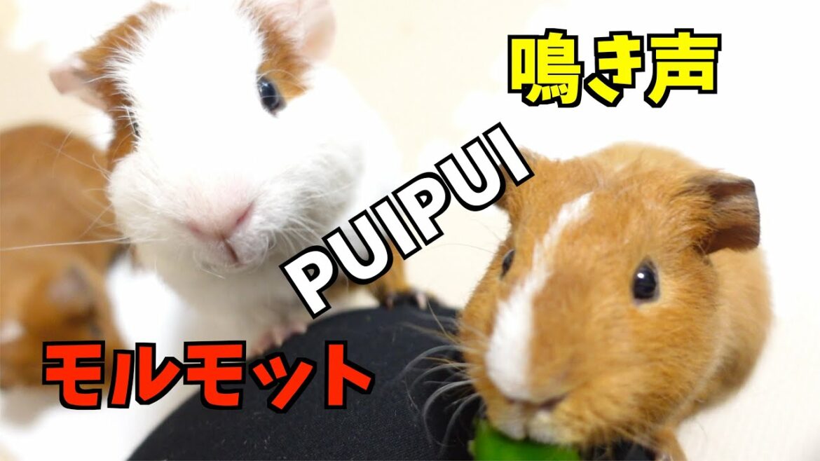 【モルモット】鳴き声の種類 PUIPUIモルカーみたいな鳴き声