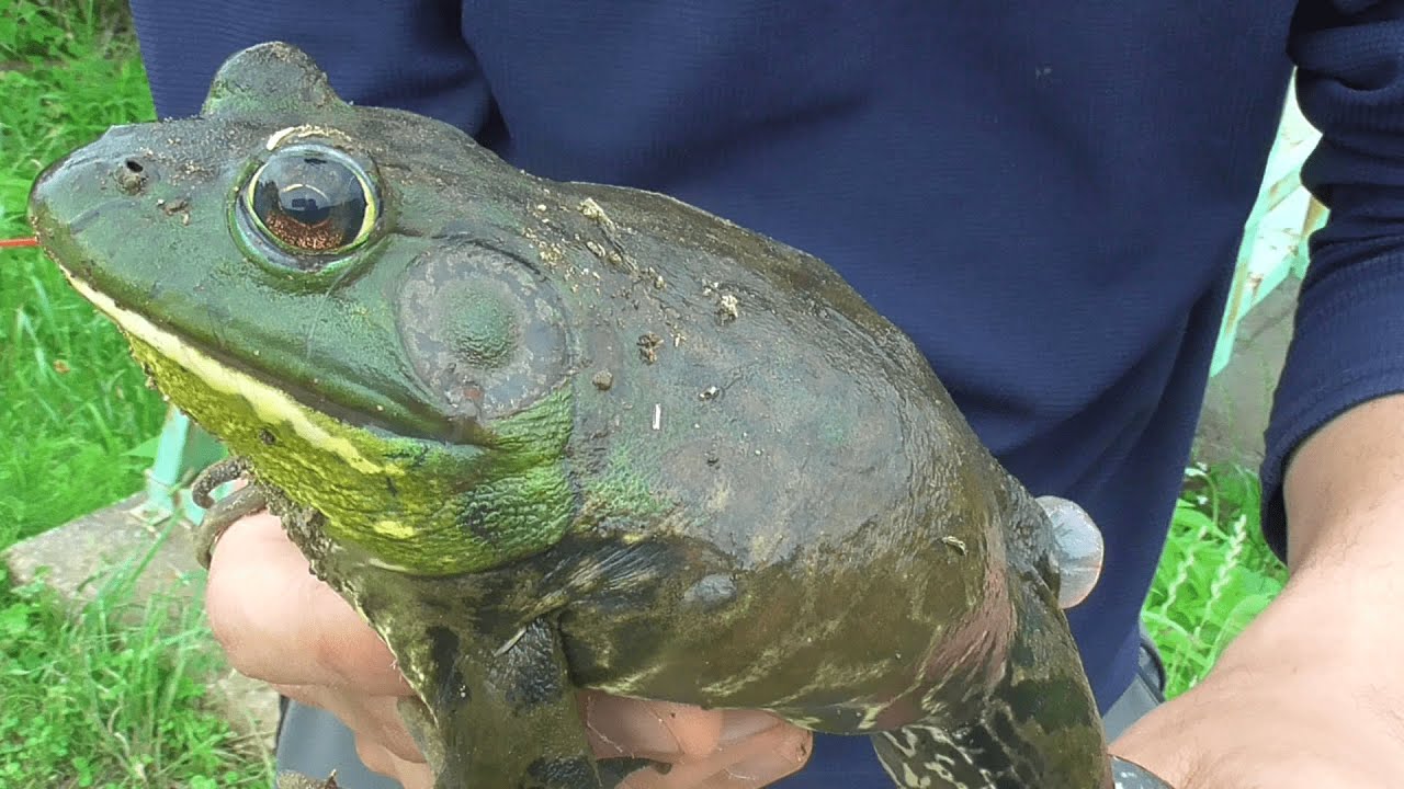 閲覧注意 ウシガエルの釣り方や捕獲方法と締め方の解説 Anime Wacoca Japan People Life Style