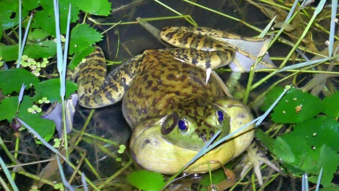 【重低音】池に住む巨大ウシガエル達の鳴声