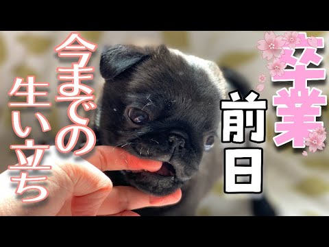 パグ子犬 Archives Anime Wacoca Japan People Life Style