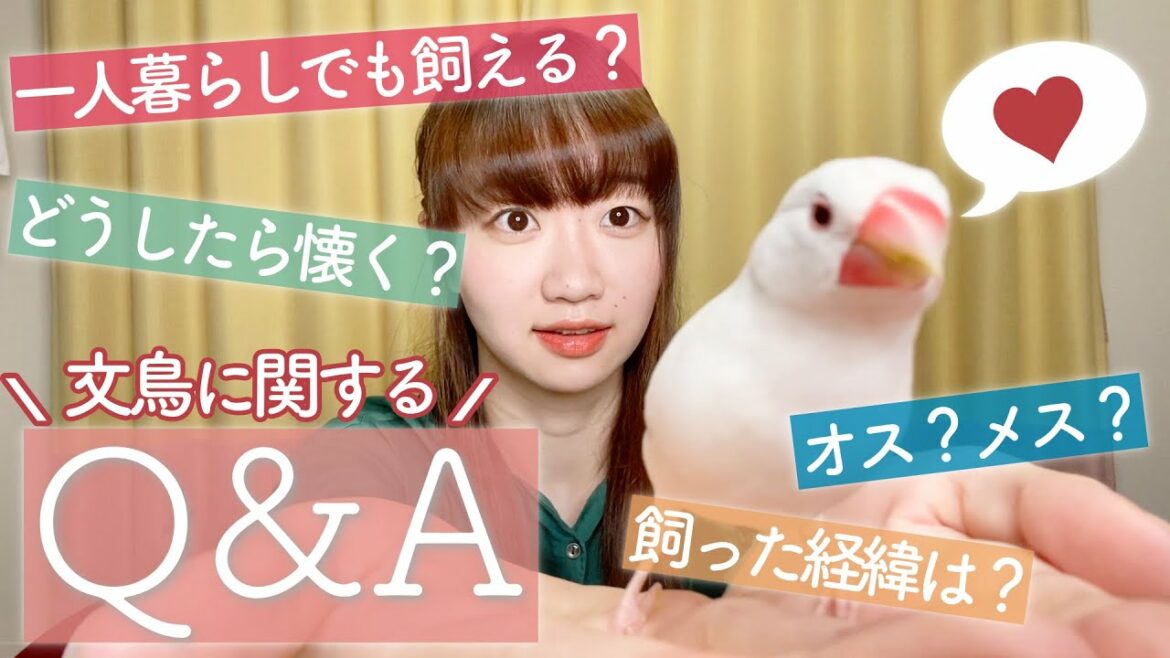 【文鳥についてのQ&A】一人暮らしでも飼える?性別は?我が家の文鳥ふぅちゃんについて質問に答えます🕊❤︎