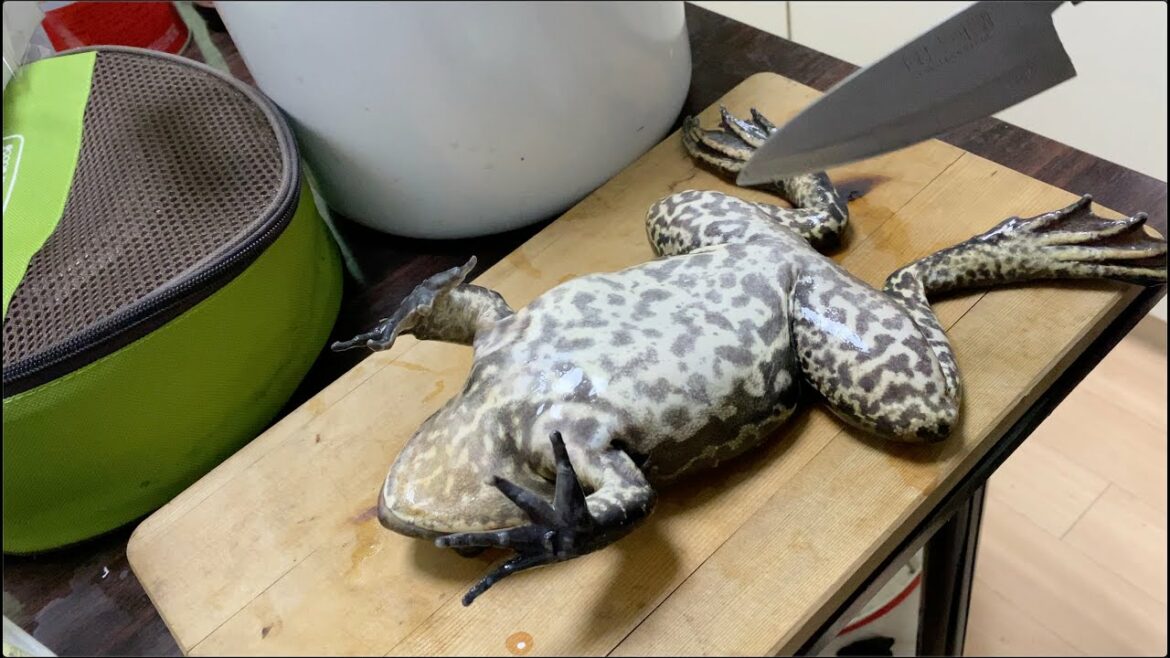 食うために捕獲して捌いたウシガエルの胃袋の中からとんでもないものが出てきた