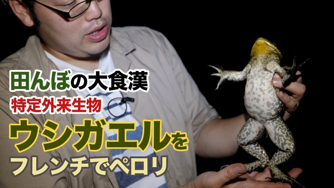 【食用ガエル】ウシガエルは王道フレンチにしてワインと食べる!