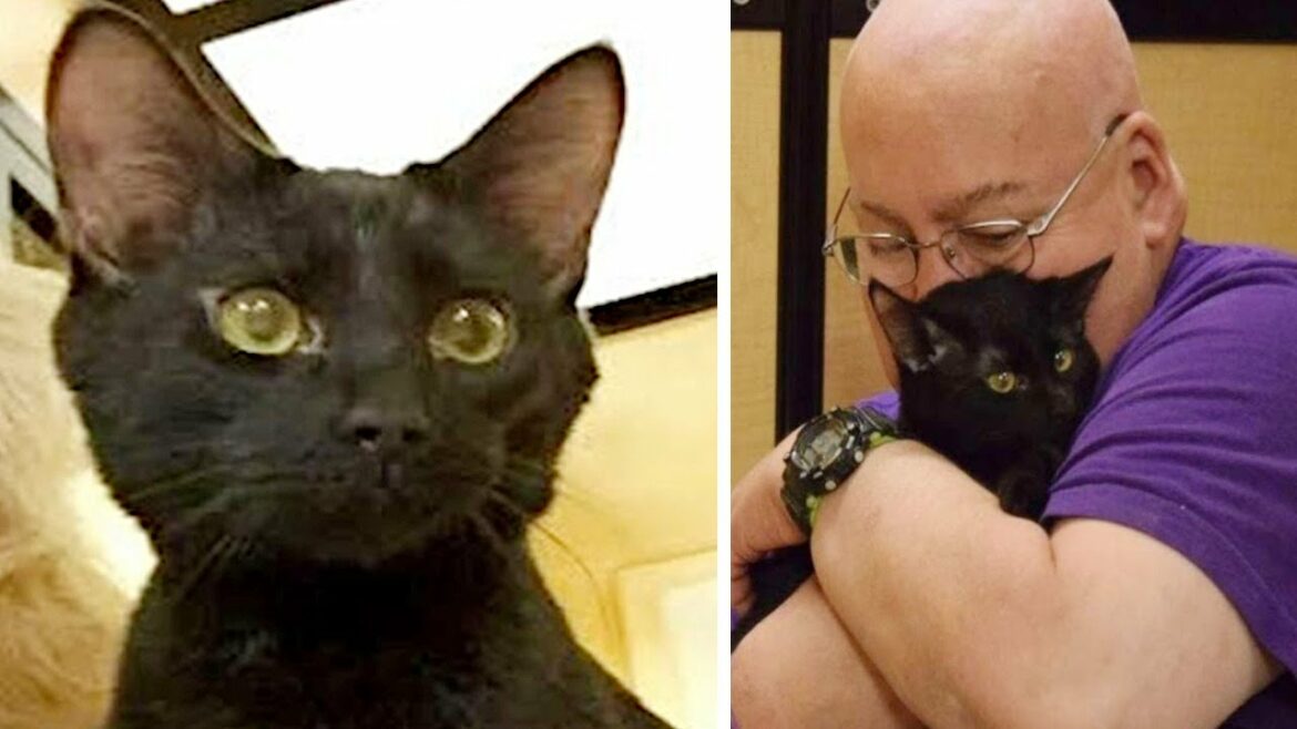 黒猫の恩返し。「発作がくる」ことを予知して知らせる猫。その出会いは運命でした【感動】