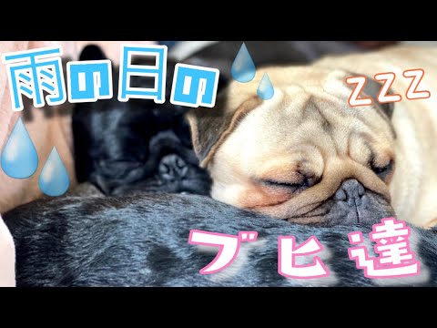 【雨の日のブヒ達】暇そうなブヒ達が可愛すぎるwwww