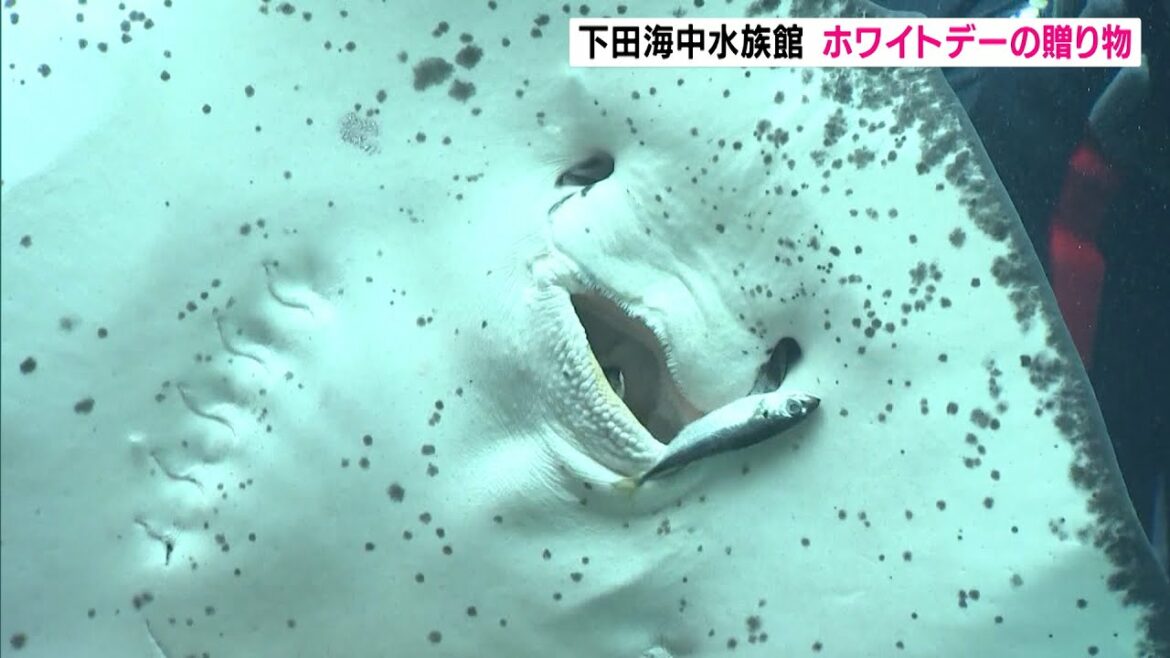 下田海中水族館 魚たちにホワイトデーのプレゼント(静岡県)