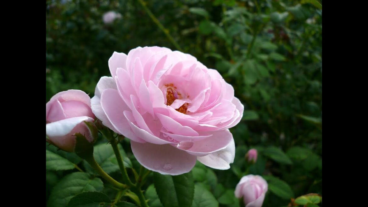 【睡眠用BGM】テンポの遅い ジブリオルゴールメドレー 思い出のマーニー ひこうき雲もあり Ghibli Orgel Medley slow tempo