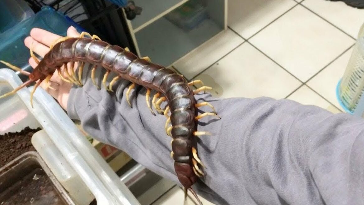 巨大ムカデに噛まれた…