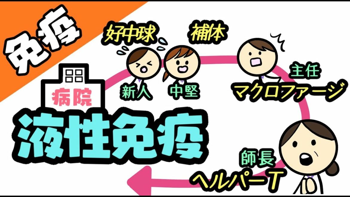 病棟ではたらく細胞(好中球、補体、マクロファージ、貪食)【第59回】