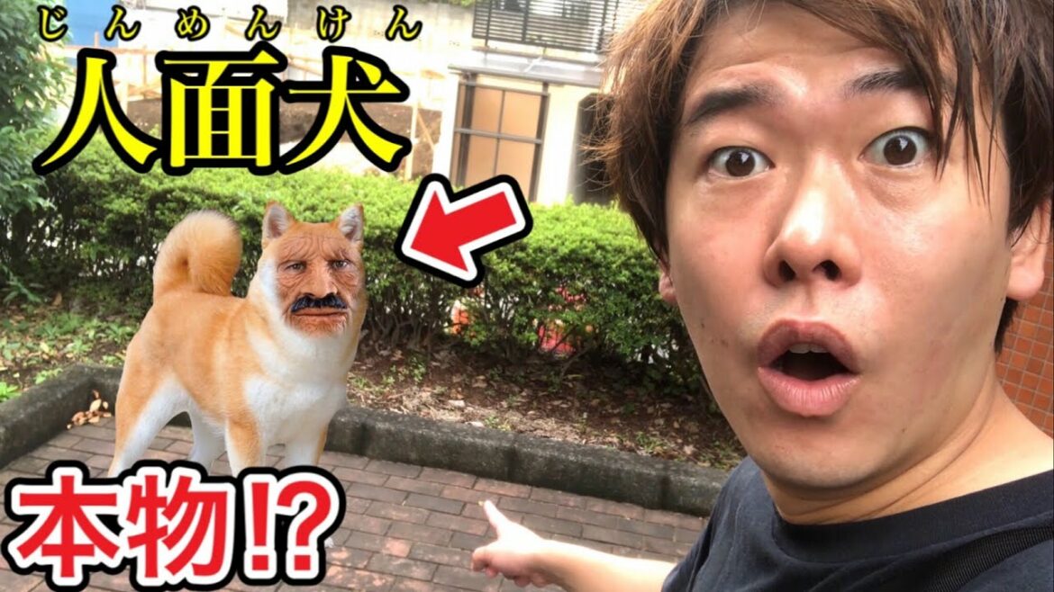 【世紀の大発見】近所の公園に人面犬がいて捕まえることに成功しました…