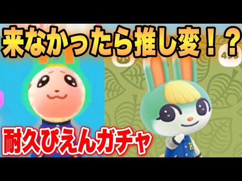 【離島ガチャ】ちゃちゃまるからミッチェルに推し変しますよ?????【あつまれどうぶつの森】