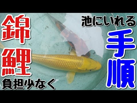 錦鯉を池に入れる手順