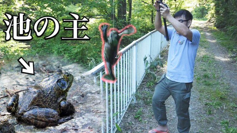 トノサマガエル Anime Wacoca Japan People Life Style トノサマガエル Anime Wacoca Japan People Life Style