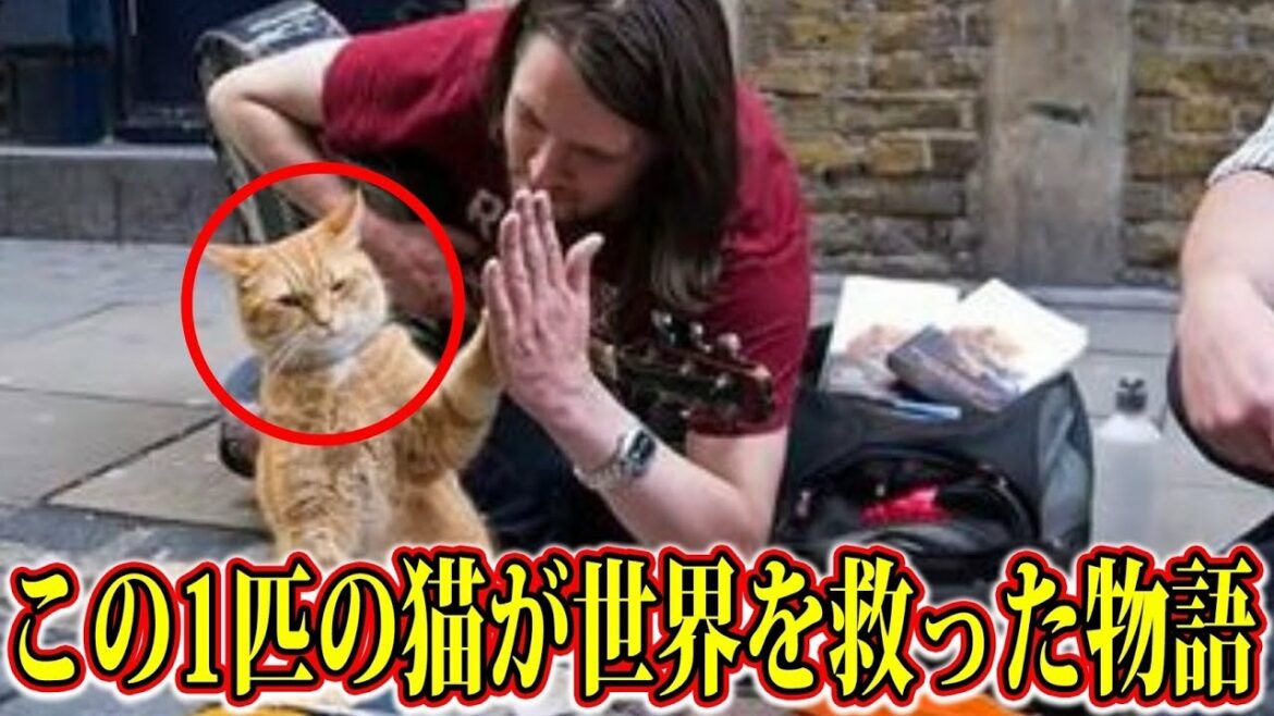 この1匹の猫にあなたは必ず泣かされます。