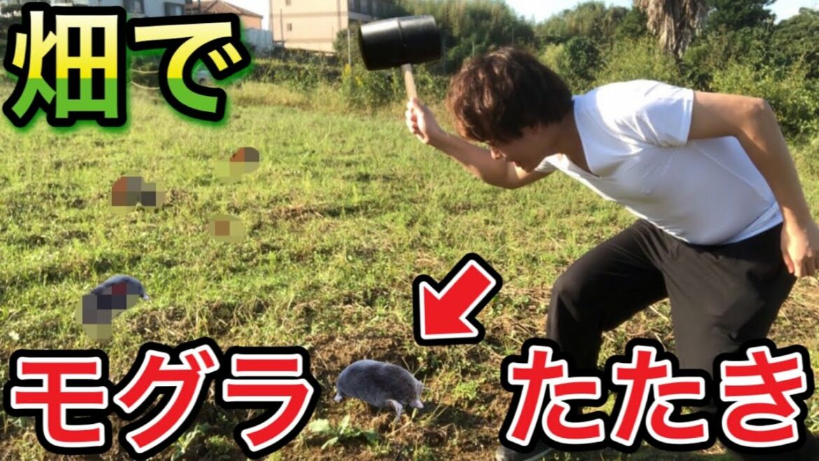 【閲覧注意】畑に行って本物のモグラでもぐらたたきやったら信じられないことになりました…