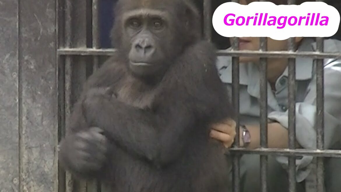 ゲンタロウが3歳だったころ💗ゴリラの家族【京都市動物園】