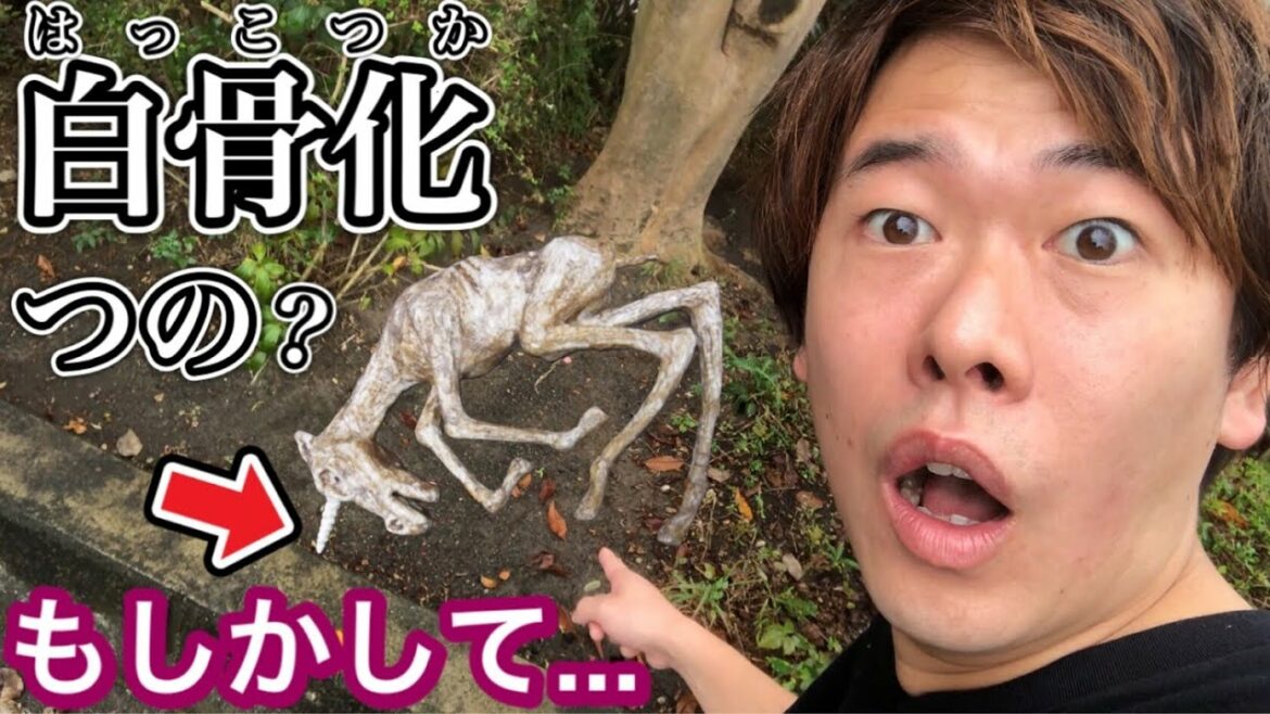 【都市伝説?】草むらで白骨化した動物を見つけてよく見たらまさかのユニコーンでした…