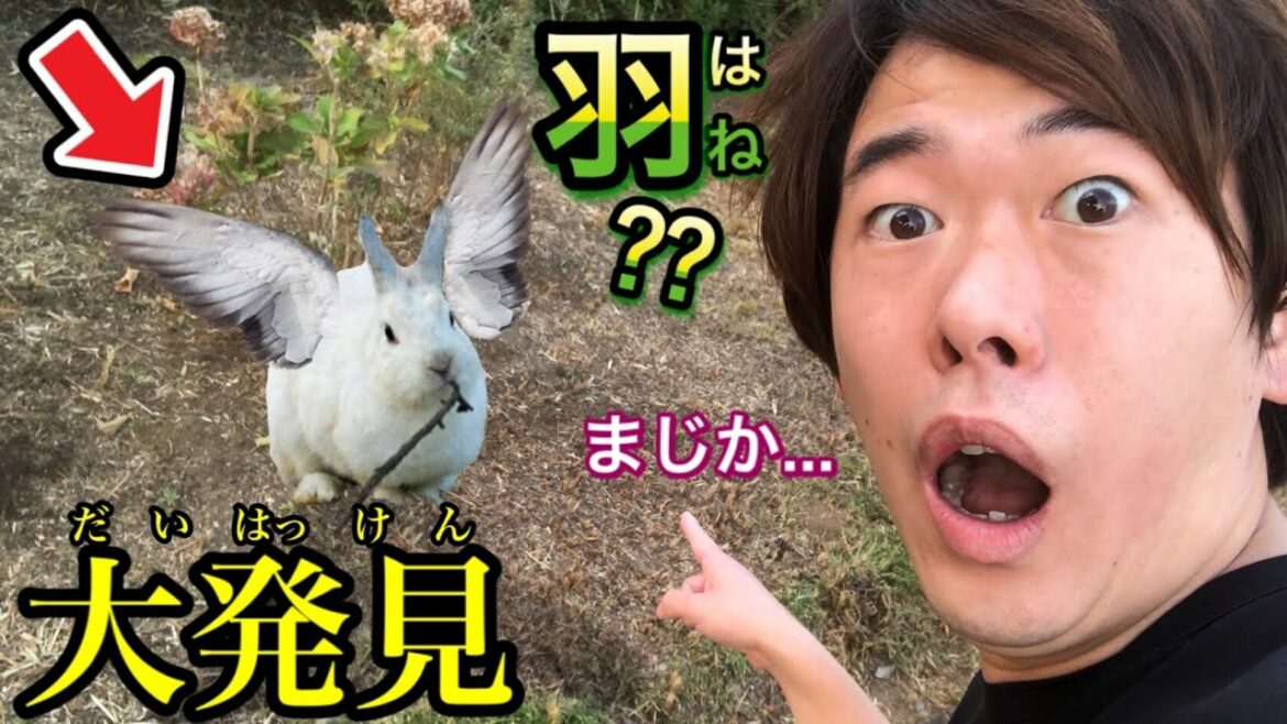 【大ニュース】羽が生えてるうさぎを発見して捕まえてみたら世紀の大発見でした…