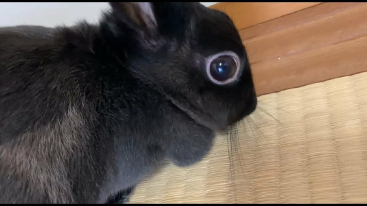 ご注文はウサギですか?