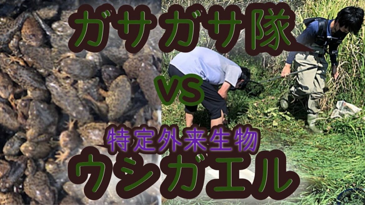 のーか 【特定外来生物】ガサガサ&採集のプロお二方とウシガエル大量捕獲!!!!!?