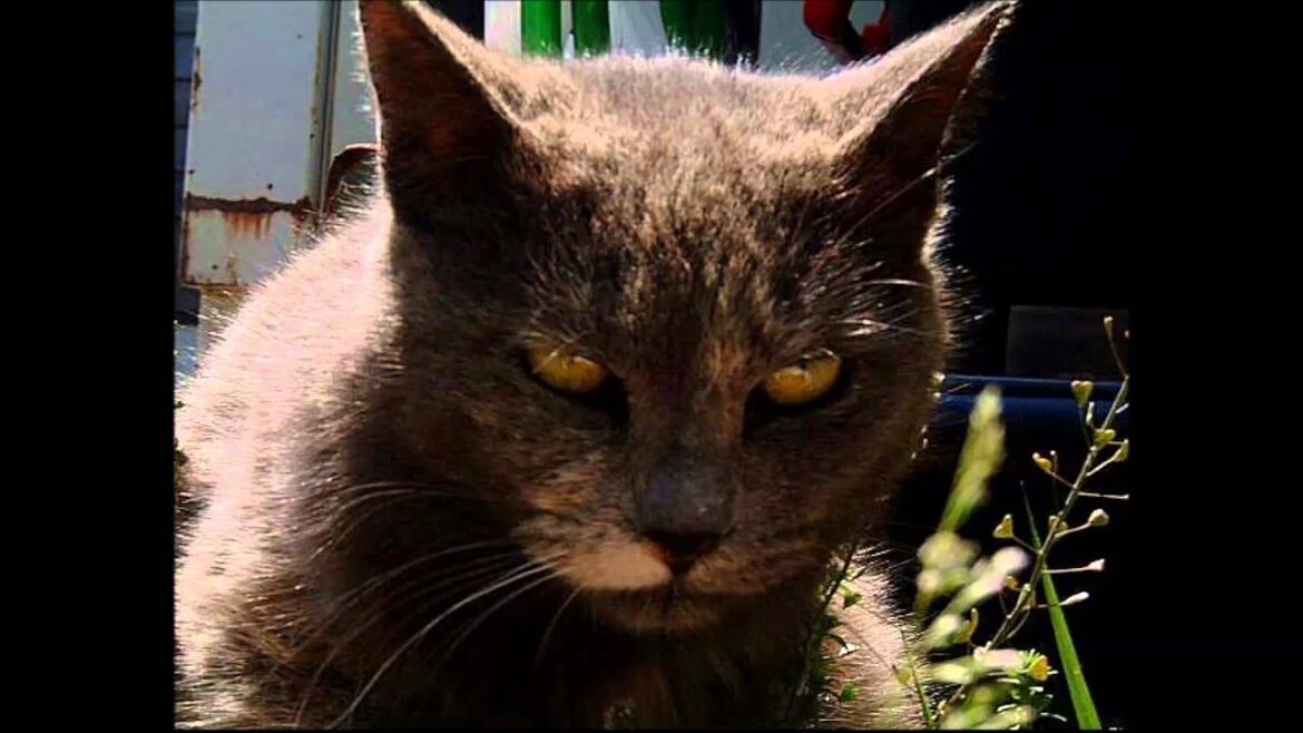 実話。猫の恩返し!! 恐喝高校生をネコが撃退、餌をくれる女子中学生を救う。