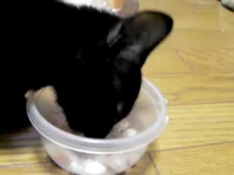 日本一わがままな猫☆くろべえ。ごはんが足りないと文句を言うねこ