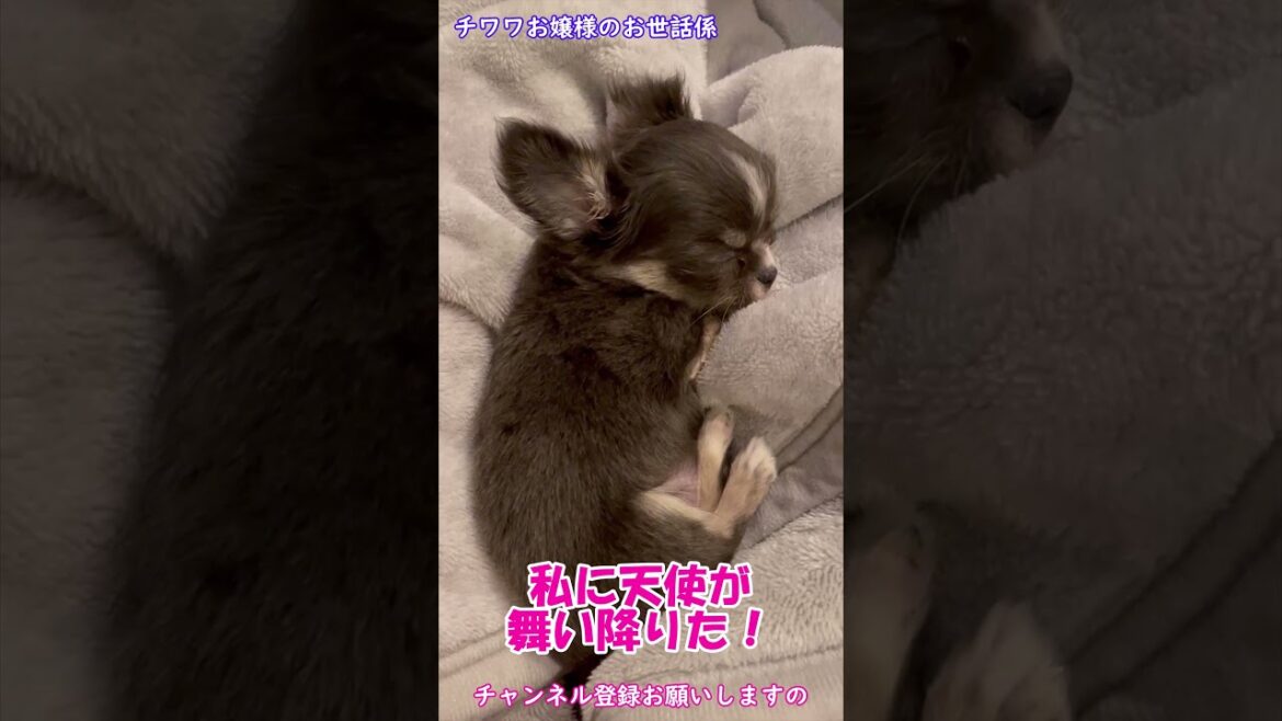 【チワワお嬢様#Shorts】私に天使が舞い降りた!