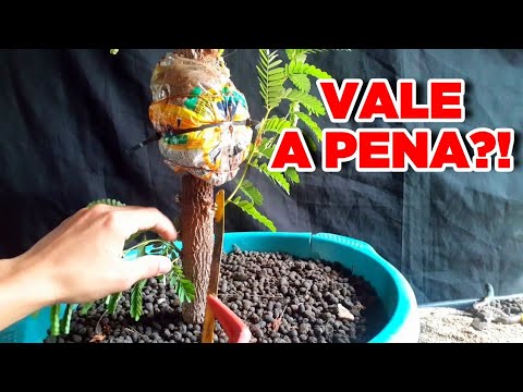 PENSE BEM ANTES DE FAZER ISSO!BONSAI DE TAMARINDO