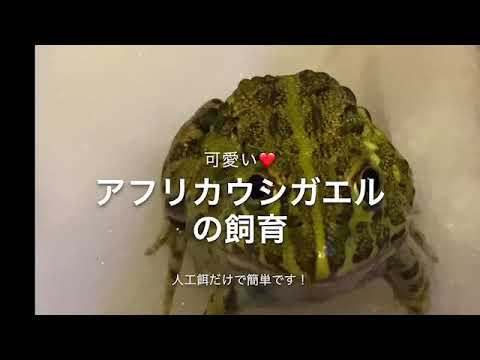 可愛い!アフリカウシガエルの飼育方法