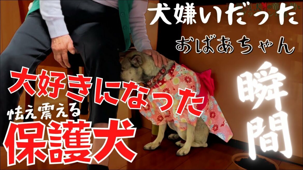 【保護犬】犬嫌いだった・・86才おばあちゃん!心が変化した瞬間