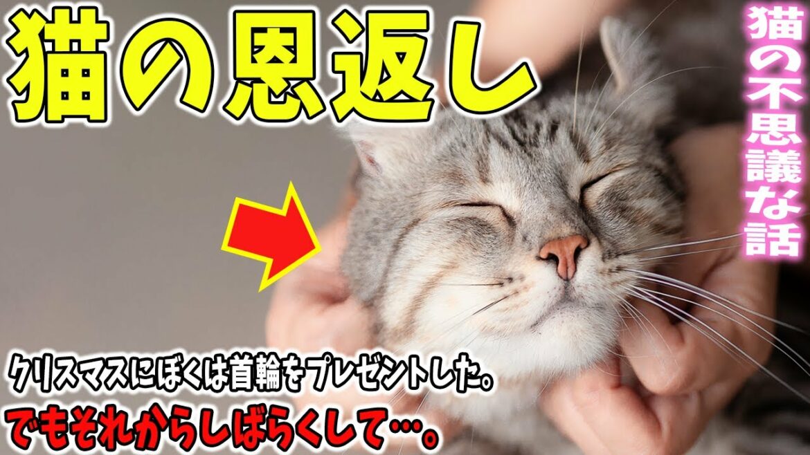【猫の不思議な話】猫の恩返し。【朗読】