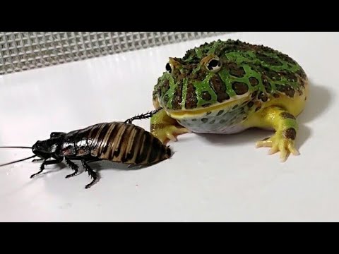 アマゾンの怪物VSマダガスカルの勇者