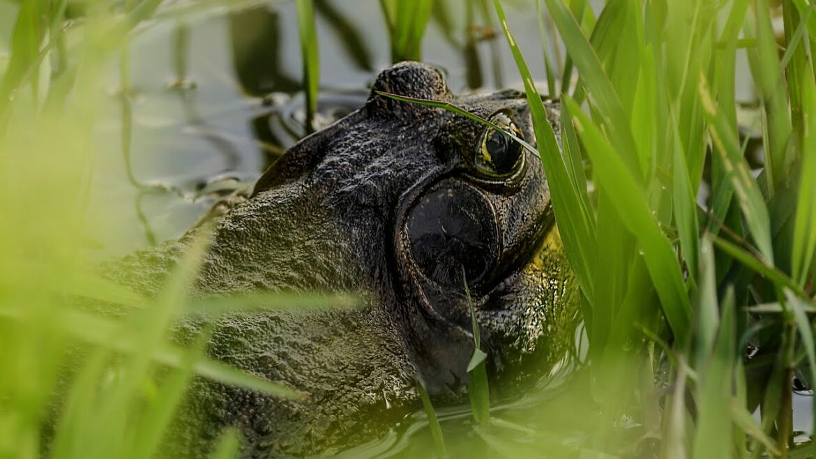ウシガエルの鳴き声(鳴くところ)American bullfrog calling  Rana toro mentre "gracida" col suo richiamo bovino