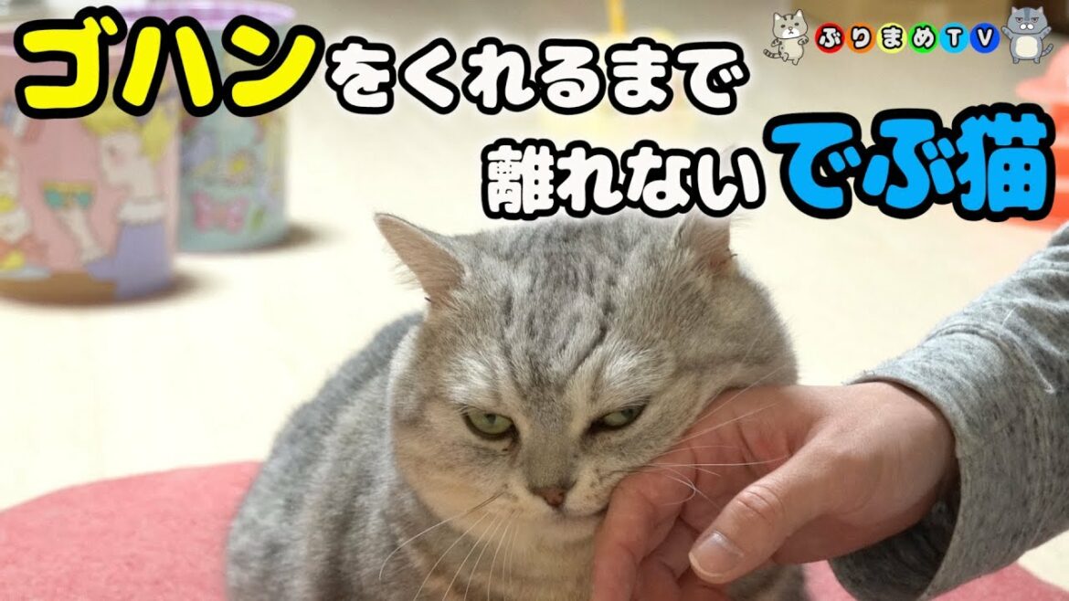 朝食をフライングするでぶ猫マンチカン