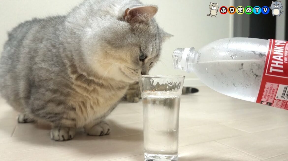 6歳にして初めて炭酸水を見たでぶ猫マンチカン