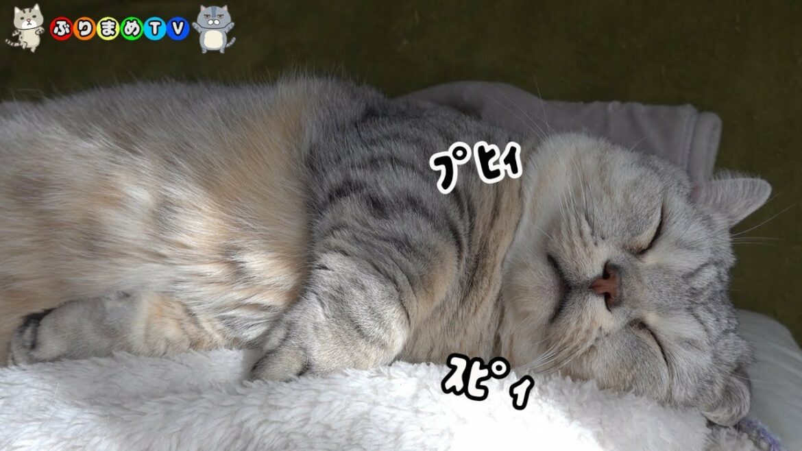 眠くて仕方がないデブ猫マンチカン【ぶりまめTV#102】