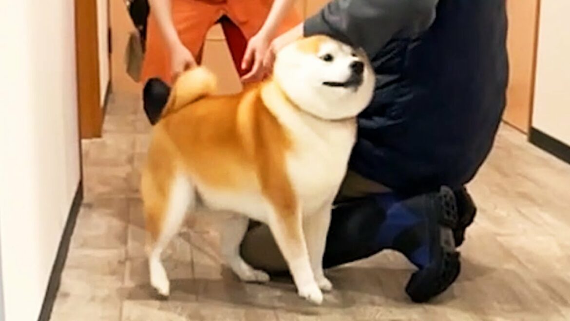 悲しみのペットホテルで迎えの飼い主を見つけ必死に店員さんを引っ張て再会する柴犬