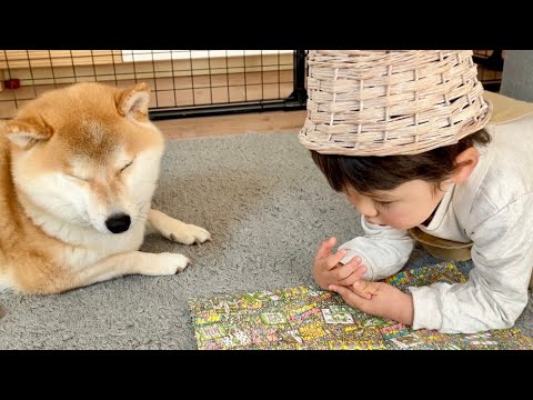 良い距離感でまったり平和にウォーリーを探す?柴犬こてつ君と弟たっくん