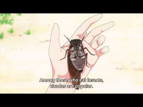 How to eat a Cicada | 'Are you lost?' ソウナンですか Survival+Bushcraft