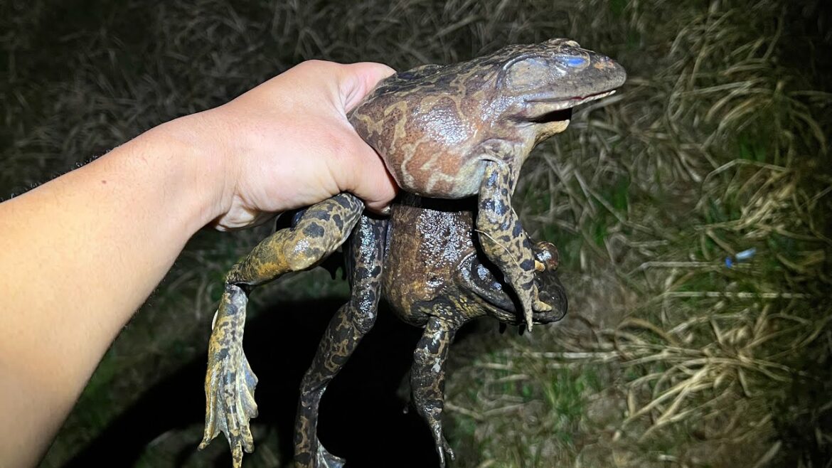 ウシガエル捕りのシーズンが始まりました