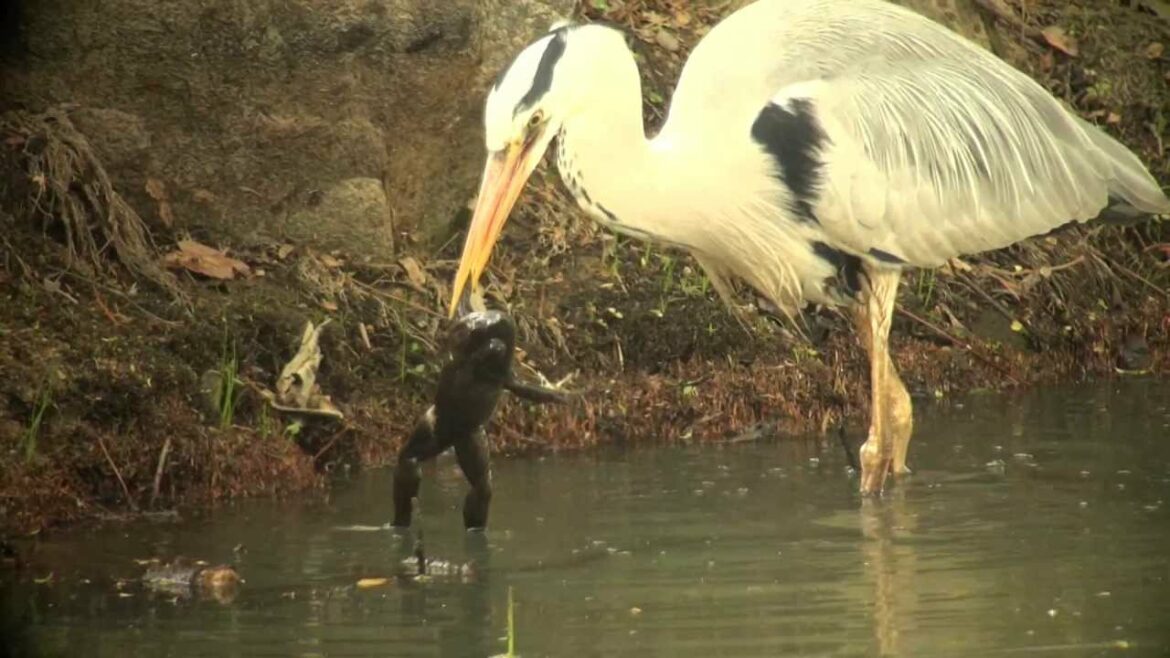 アオサギさんがカエルを一飲み(グロ注意) (!CAUTION grotesque!)How does a Grey heron swallow a frog?