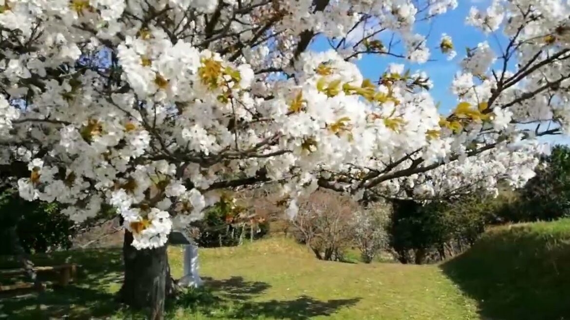 錆色のアーマ アニメで紹介 桜の木🌸 雑賀崎台場 紀州ぶらり探訪! 雑賀衆ゆかりの地 自然音 風の音