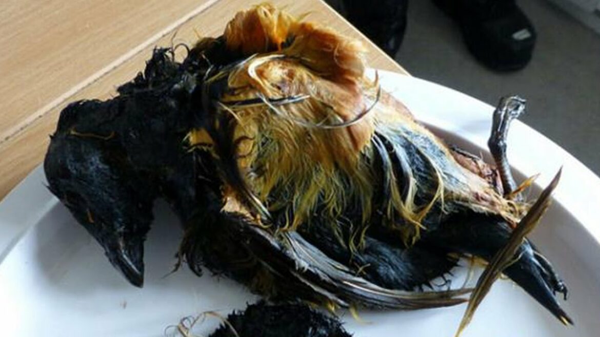 【衝撃】世界の異常すぎる食文化 4選 グロ注意