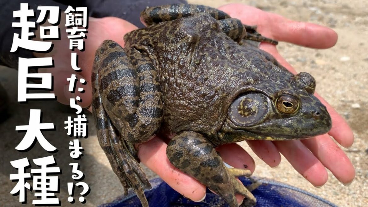 野生の巨大ウシガエルを捕まえたらベタ慣れだった