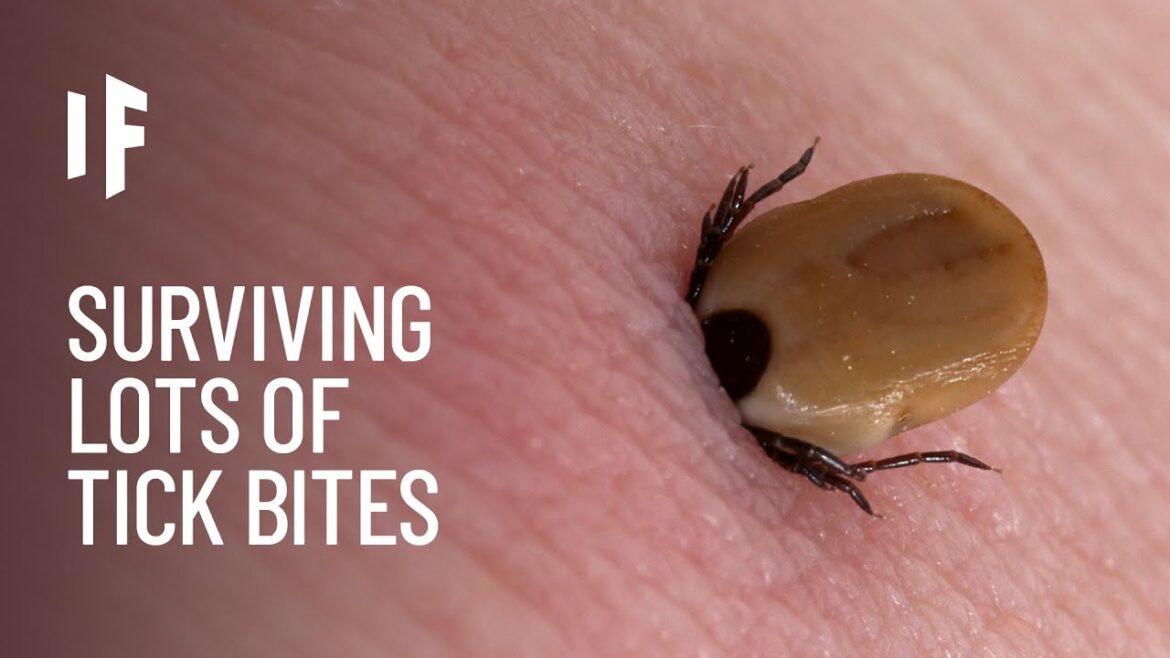 What If You Were Bitten by One Million Ticks?