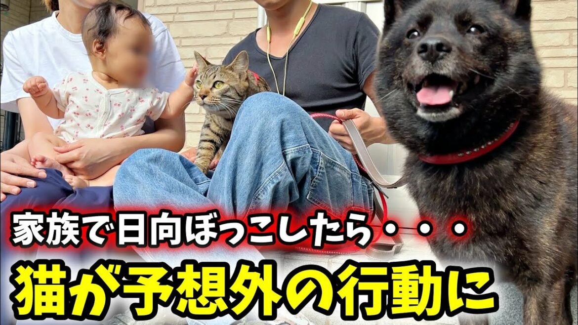 家族で日向ぼっこしたら猫が予想外の行動に【赤ちゃんと犬と猫】