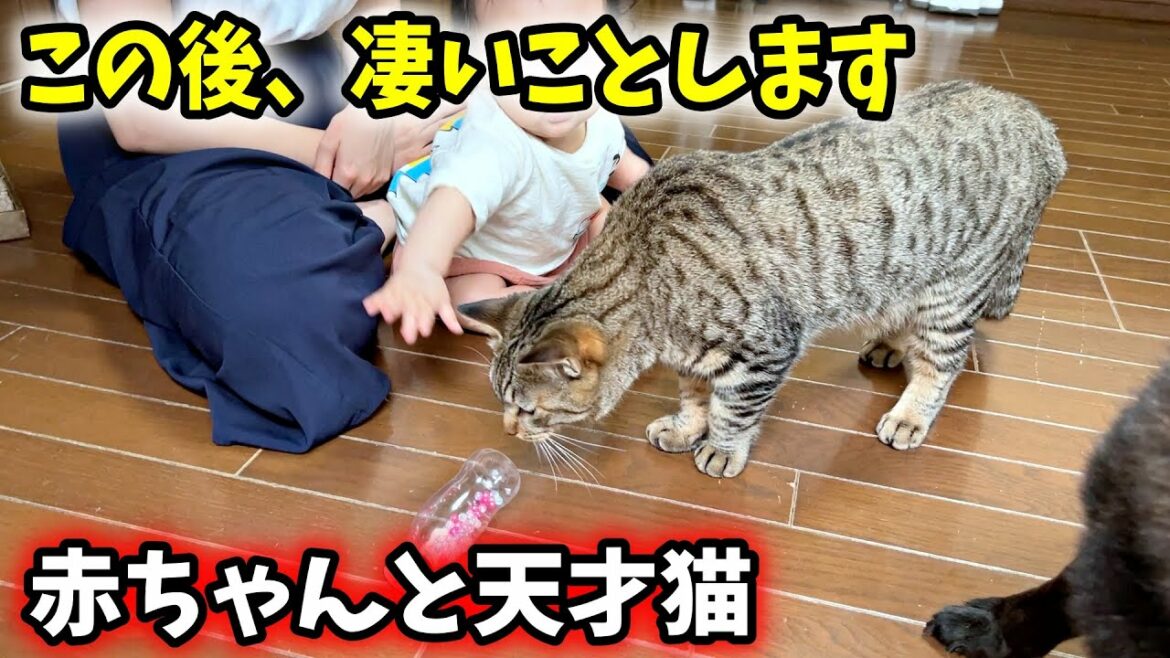 【凄すぎ】赤ちゃんの子守りが完璧すぎる犬と猫