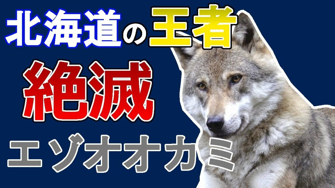【エゾオオカミ】かつて北海道にいた狼【ホロケウカムイ】