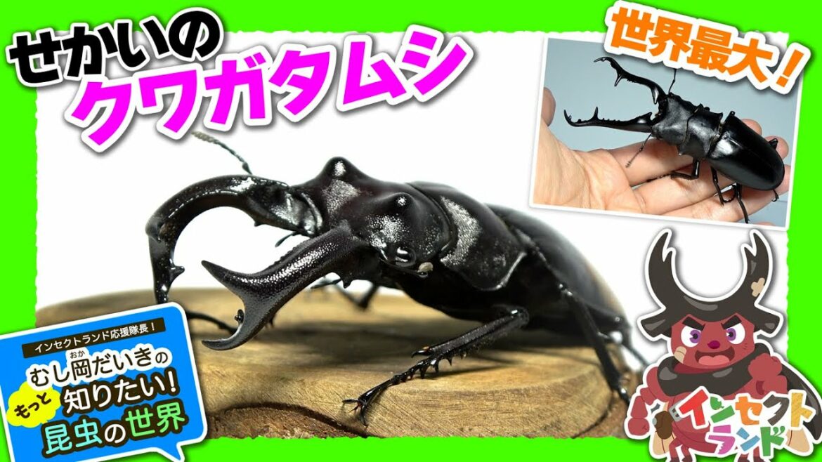 せかいのクワガタムシ!【14限目/むし岡だいきのもっと知りたい昆虫の世界】